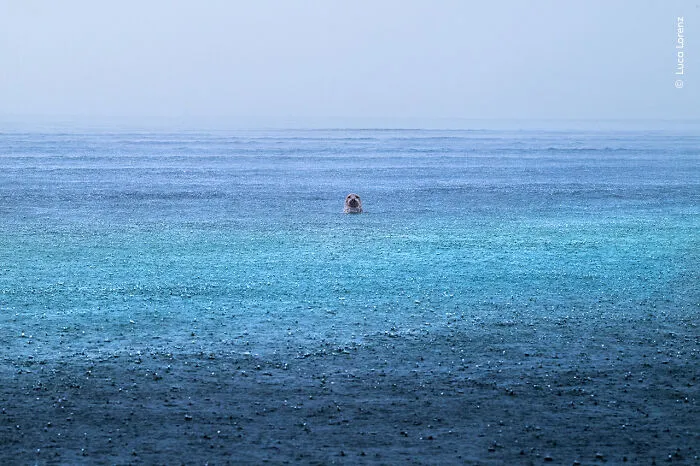 “Seal Serenity” By Luca Lorenz