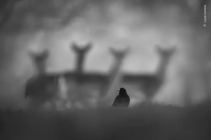 “Dawn Watch” By Luca Lorenz