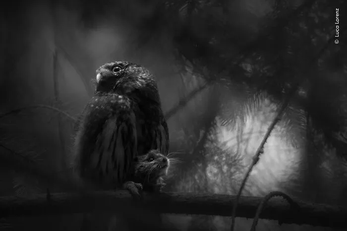 “Sole Survivor” By Luca Lorenz