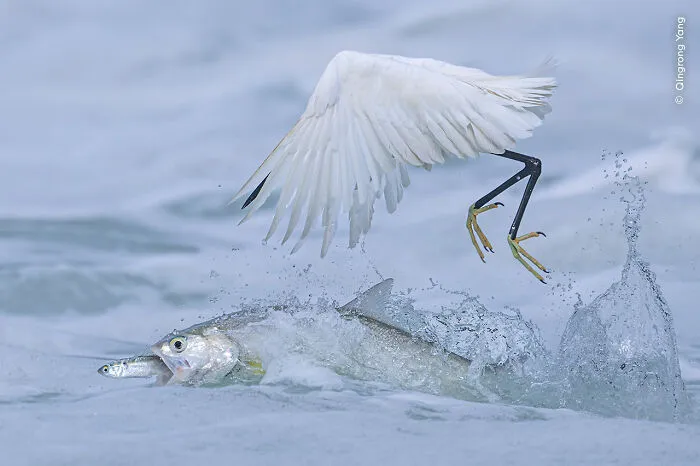 “Synchronized Fishing” By Qingrong Yang