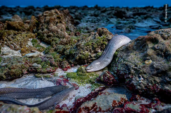 “Like An Eel Out Of Water” By Shane Gross