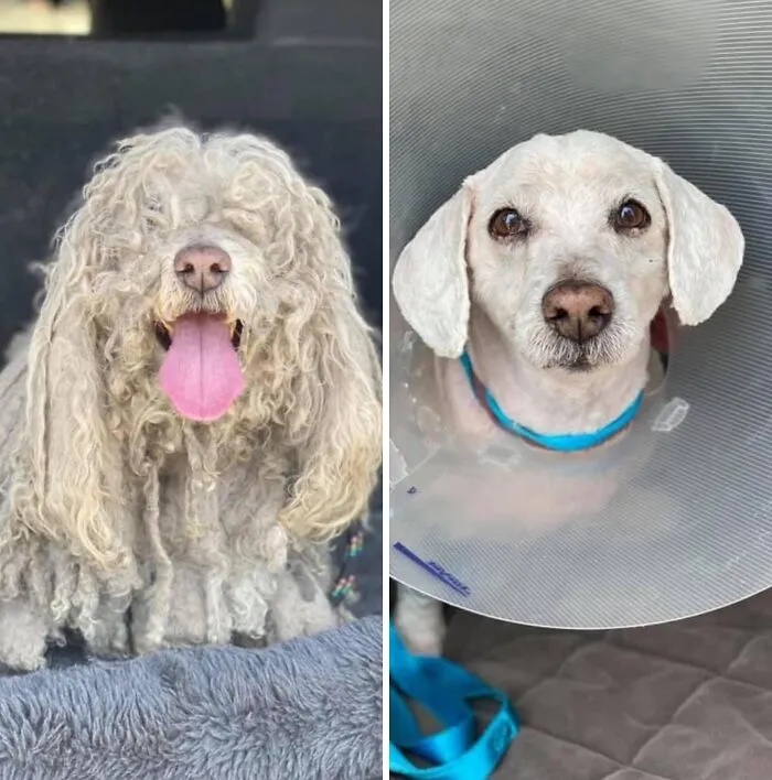 32 Fotos de perros adoptados antes y después de encontrar un hogar definitivo