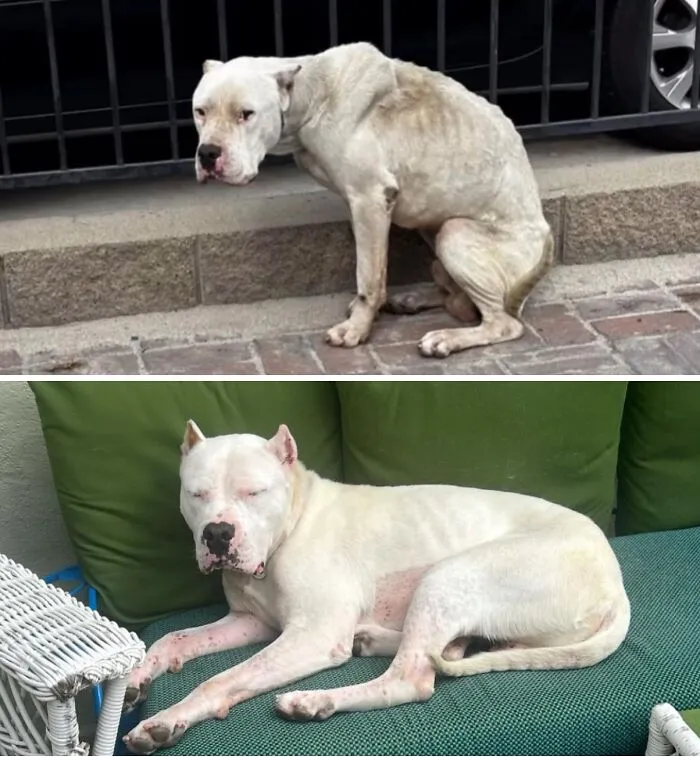 32 Fotos de perros adoptados antes y después de encontrar un hogar definitivo