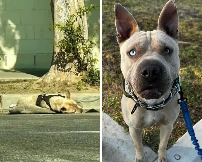 32 Fotos de perros adoptados antes y después de encontrar un hogar definitivo