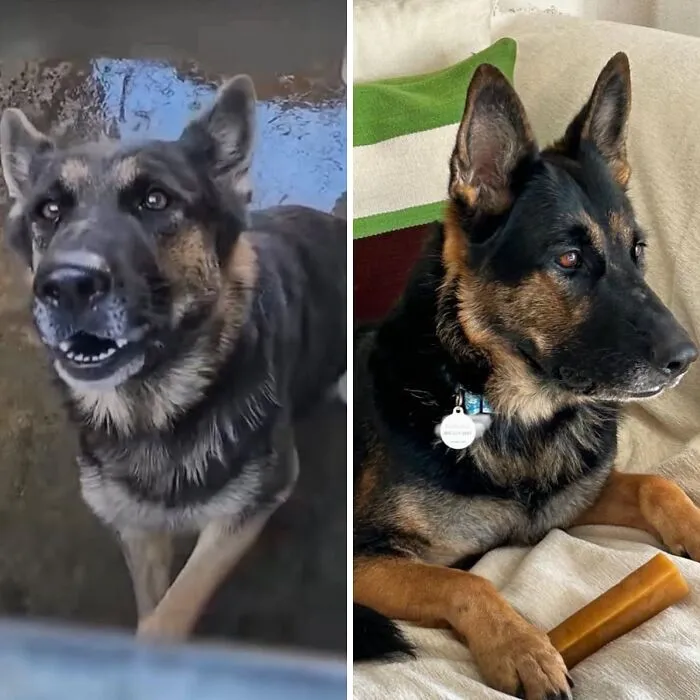 32 Fotos de perros adoptados antes y después de encontrar un hogar definitivo