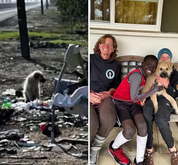 32 Fotos de perros adoptados antes y después de encontrar un hogar definitivo