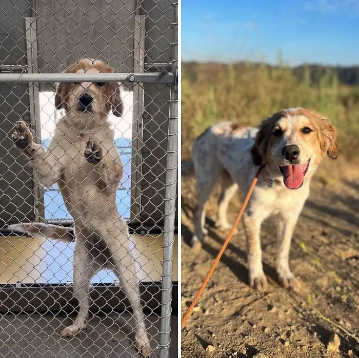32 Fotos de perros adoptados antes y después de encontrar un hogar definitivo