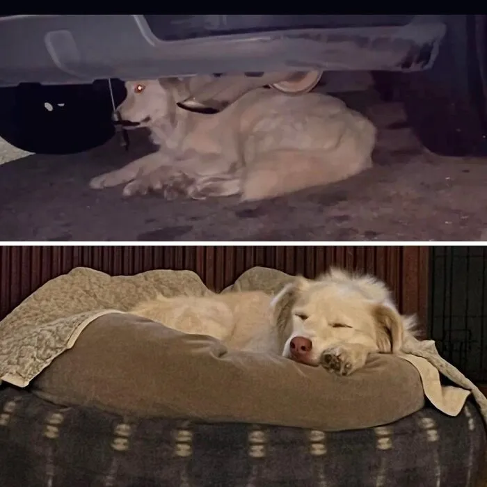 32 Fotos de perros adoptados antes y después de encontrar un hogar definitivo