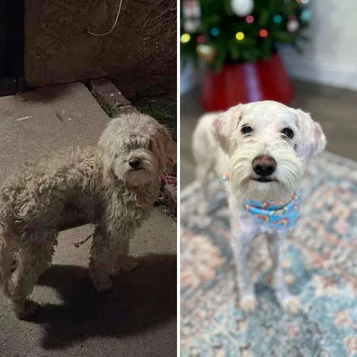 32 Fotos de perros adoptados antes y después de encontrar un hogar definitivo