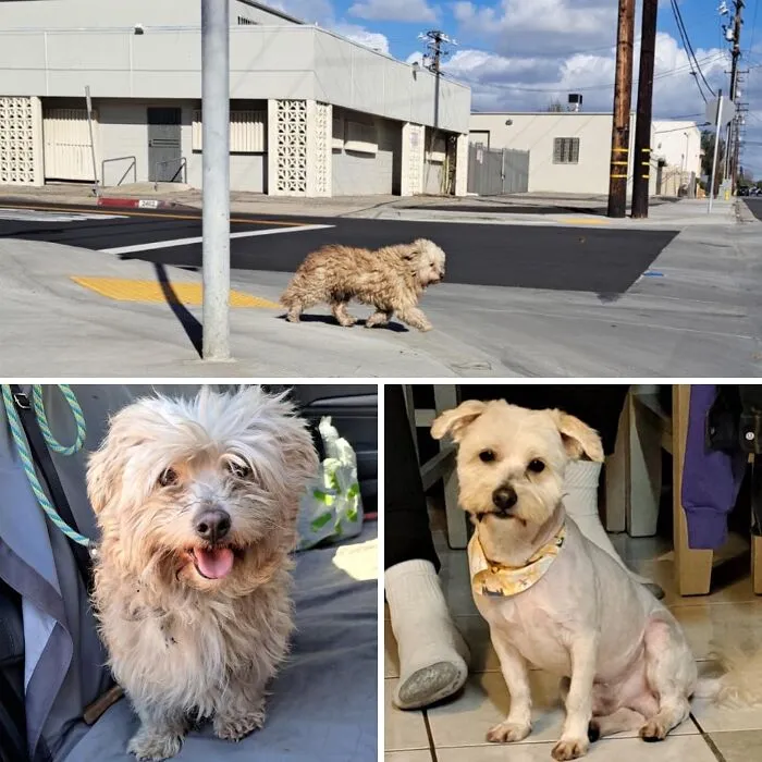32 Fotos de perros adoptados antes y después de encontrar un hogar definitivo