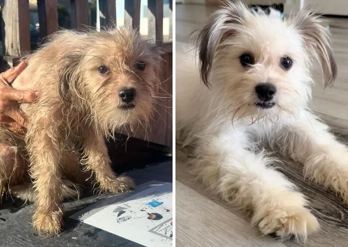 32 Fotos de perros adoptados antes y después de encontrar un hogar definitivo
