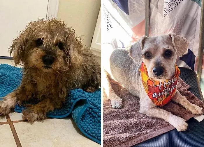 32 Fotos de perros adoptados antes y después de encontrar un hogar definitivo