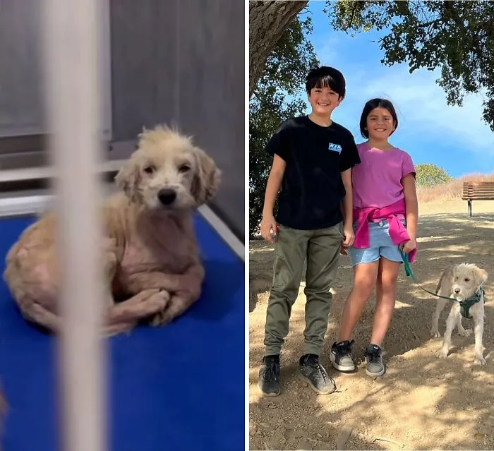 32 Fotos de perros adoptados antes y después de encontrar un hogar definitivo