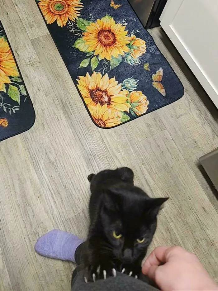 A black cat staring intensely while sinking its cat claws into a person's leg