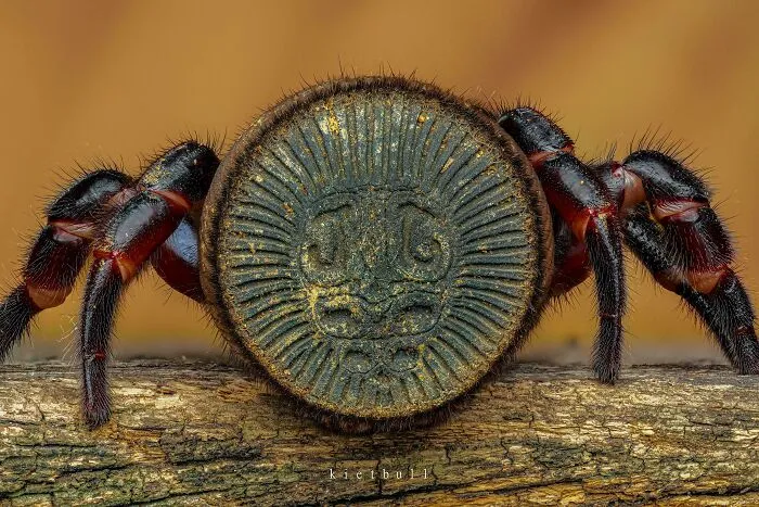 El trasero de una araña trampilla parece una moneda antigua.