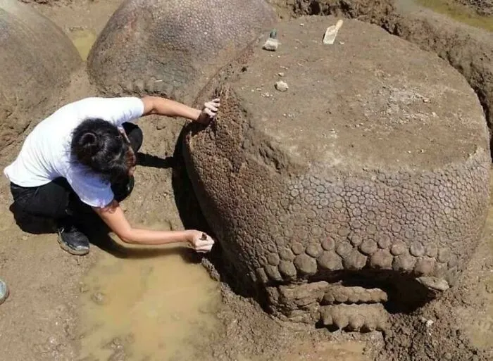 An Argentinian Farmer Found A Family Of 20,000-Year-Old Car-Sized Armadillos Huddled In His Yard