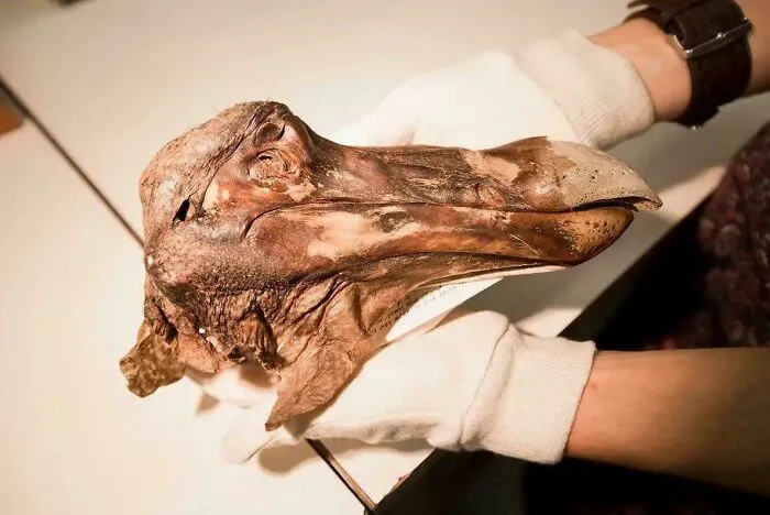 The Head Of The Only Dodo Specimen With Remaining Soft Tissue