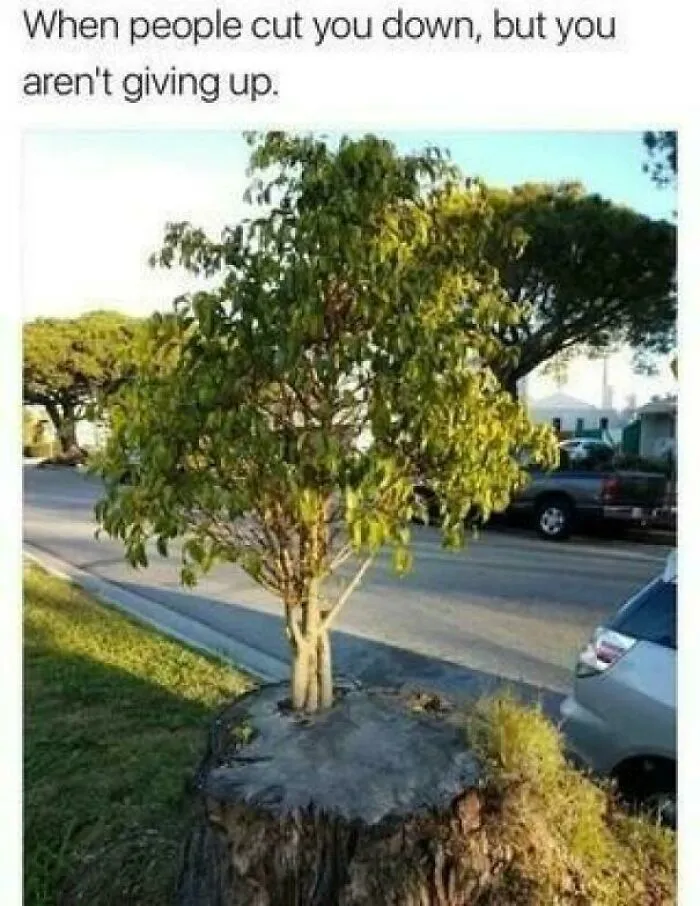 A new tree growing out of a large old tree stump, symbolizing resilience in unhinged posts about mental states.