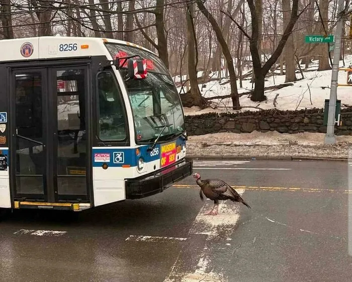 Wild turkey confronting a public bus on the street showcasing hilarious mean angry birds behavior.
