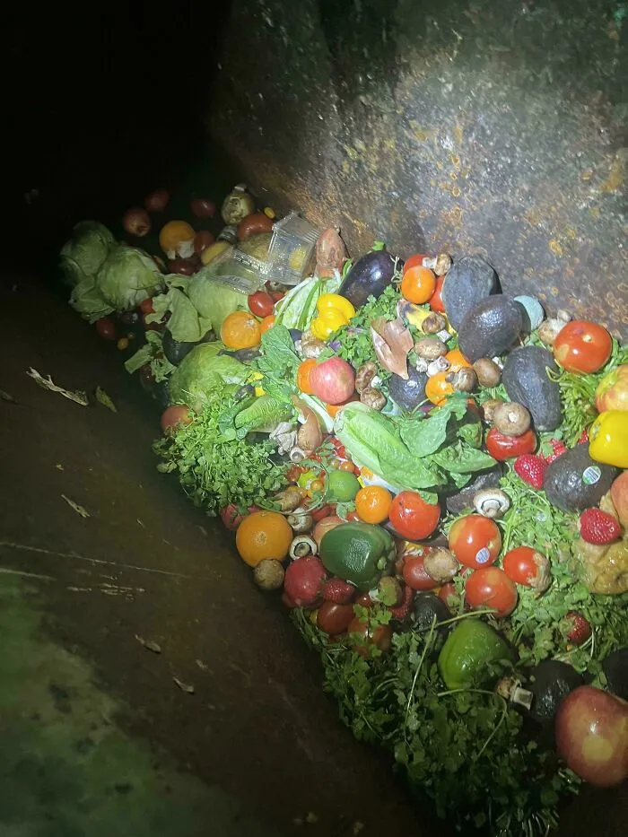 A dumpster full of fresh produce, including lettuce, tomatoes, avocados, and berries, showing amazing dumpster diving luck.