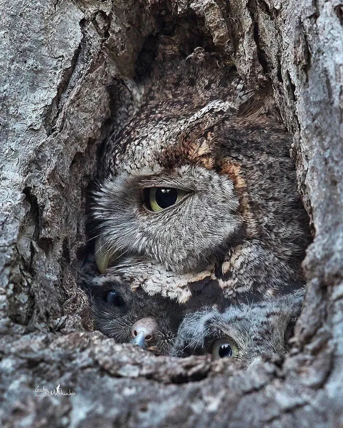 A Family Of Owls Camouflaged Inside Of A Tree