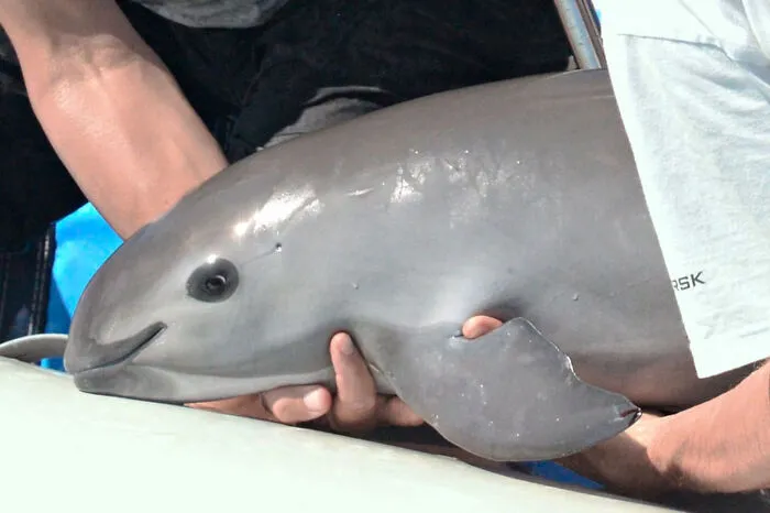 Only 10 Vaquita Remain--The World's Smallest Porpoise Species.  They Inhabit A Small Area Of The Gulf Of California Near Mexico. Their Near Extinction Is Directly Tied To Illegal Use Of Gillnets By Poachers Fishing For Totoaba, An Endangered Species Of Fish That Share The Same Waters