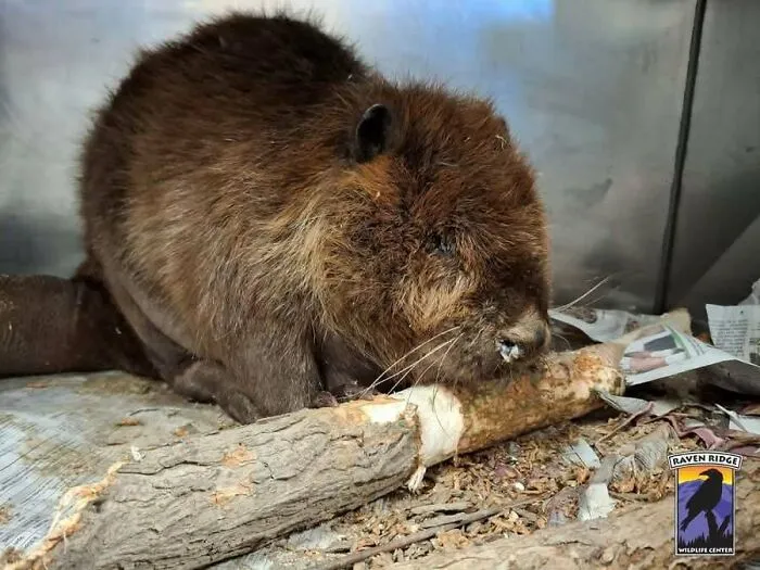 Beaver Recovering After Removing 14 Bb Bullets From Skull