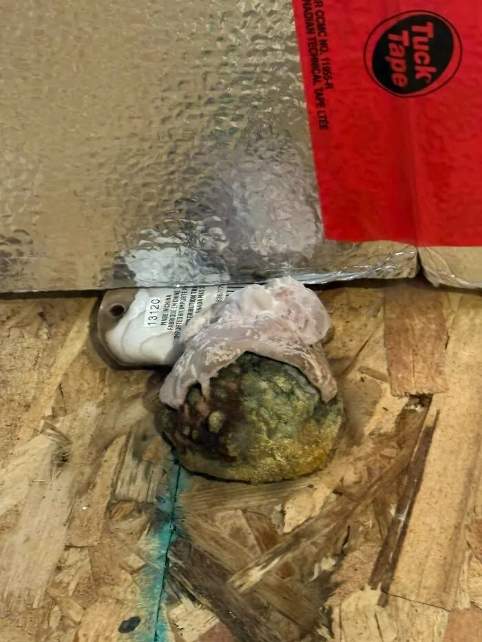 What Is Growing In My Basement?