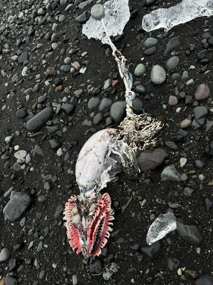 What Is This Sea Creature I Saw In Iceland