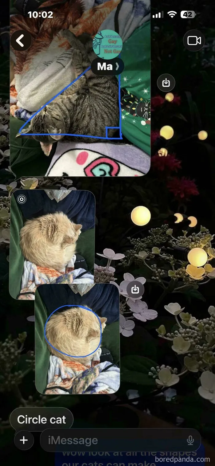My Mom Started Sending Me Photos Of Our Cats As Shapes