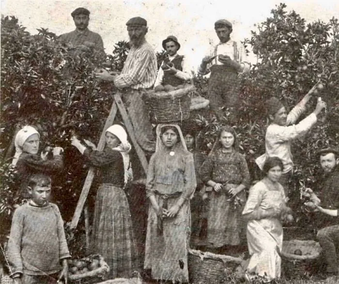 Árabes y judíos recogiendo naranjas juntos en Jaffa, 1910