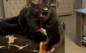 79 Animals Whose Derpy Antics Deserve A Spot In The Internet Hall Of Fame (New Pics)