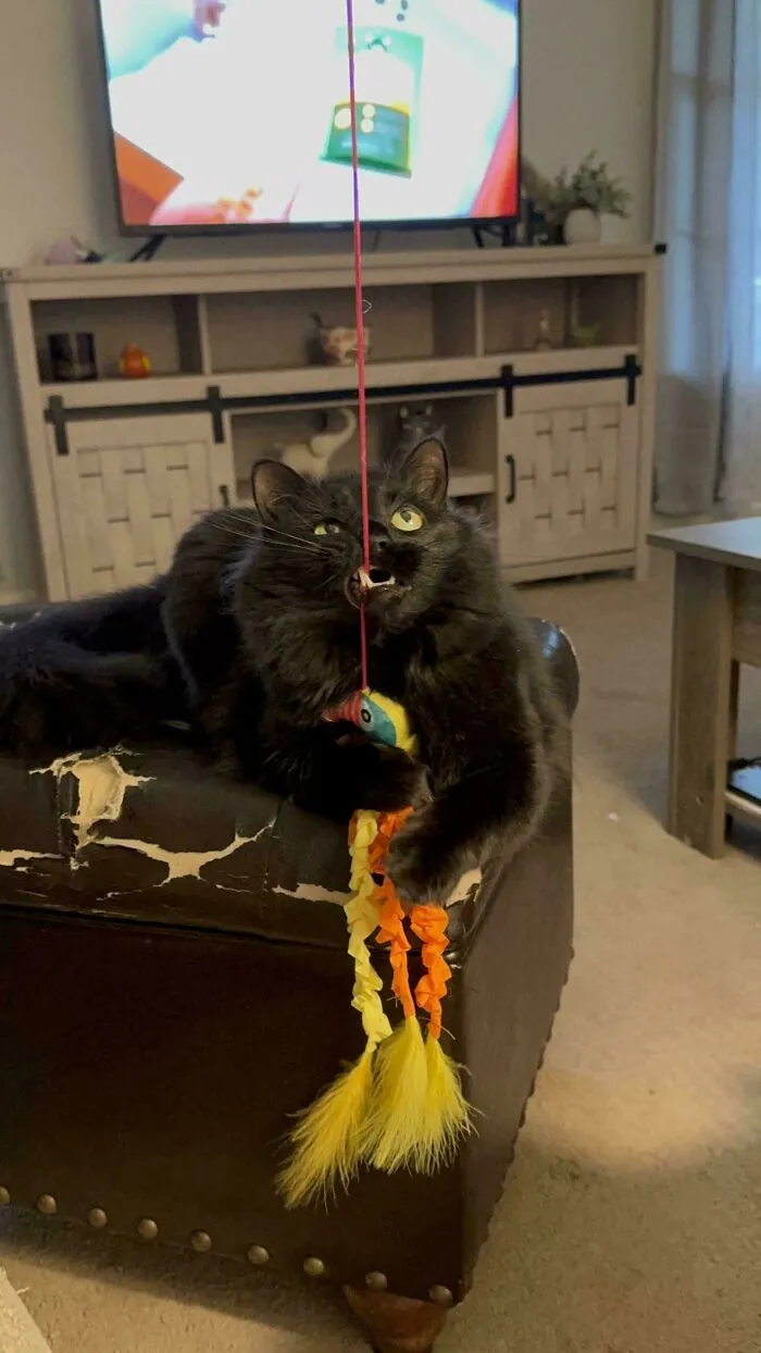 Learning To Floss