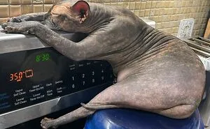 79 Animals Whose Derpy Antics Deserve A Spot In The Internet Hall Of Fame (New Pics)