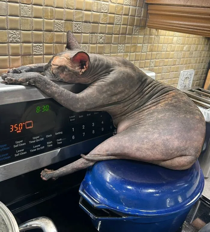 My Sister's Cat Likes To Sleep On The Stove After It's Been Warmed Up