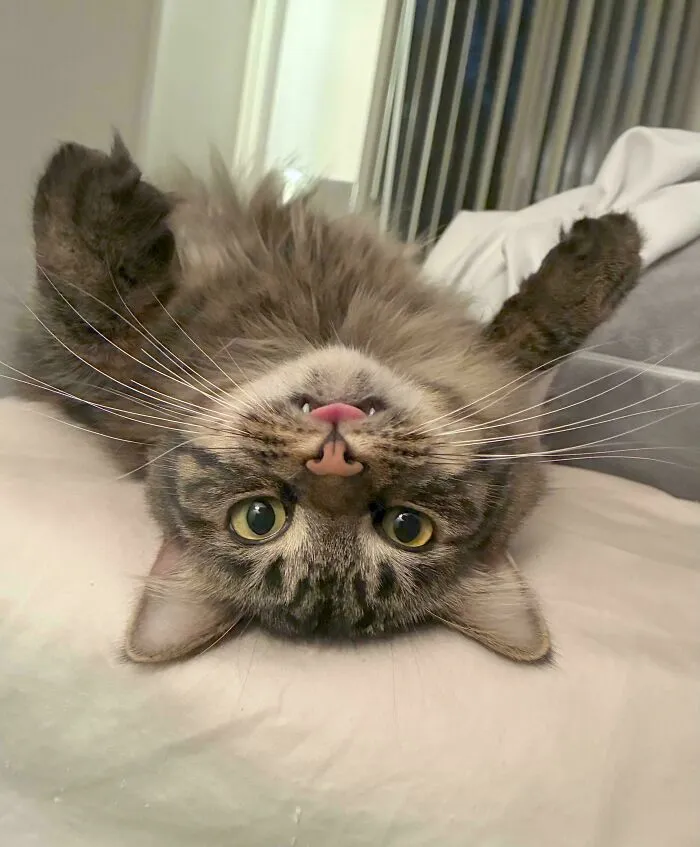 Such A Silly Goose! Teddy!