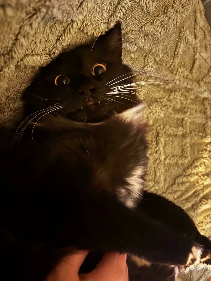 Opie The Vampire Cat