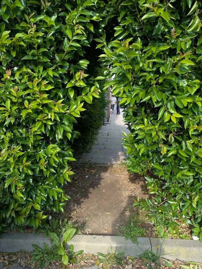 Desire Hedge