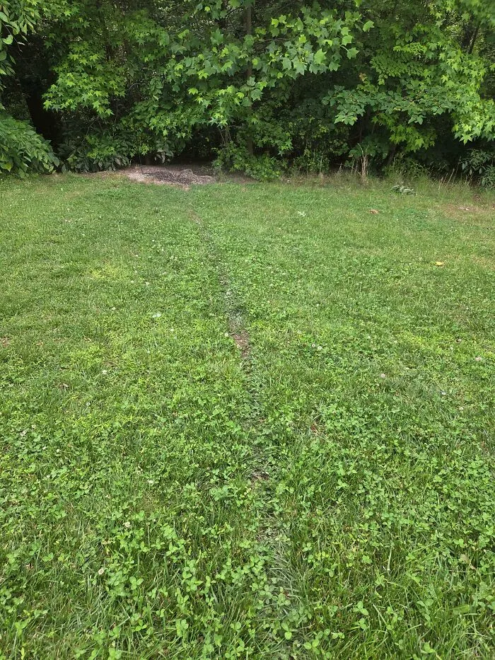 Path Created By Squirrels Traveling Between Bird Feeders
