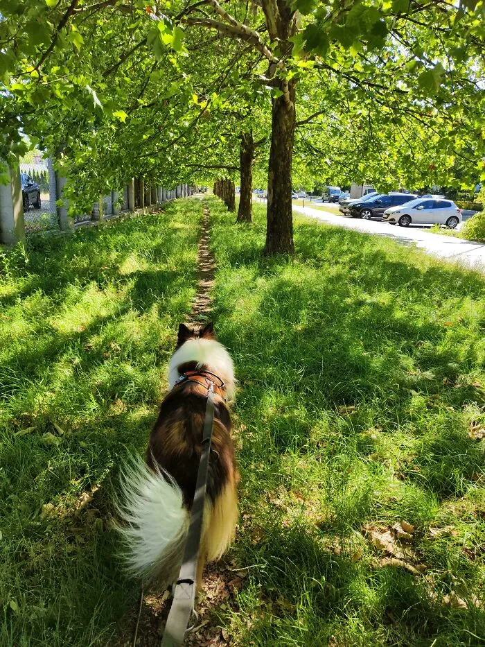 Desire Path Frequented By Dog Walkers