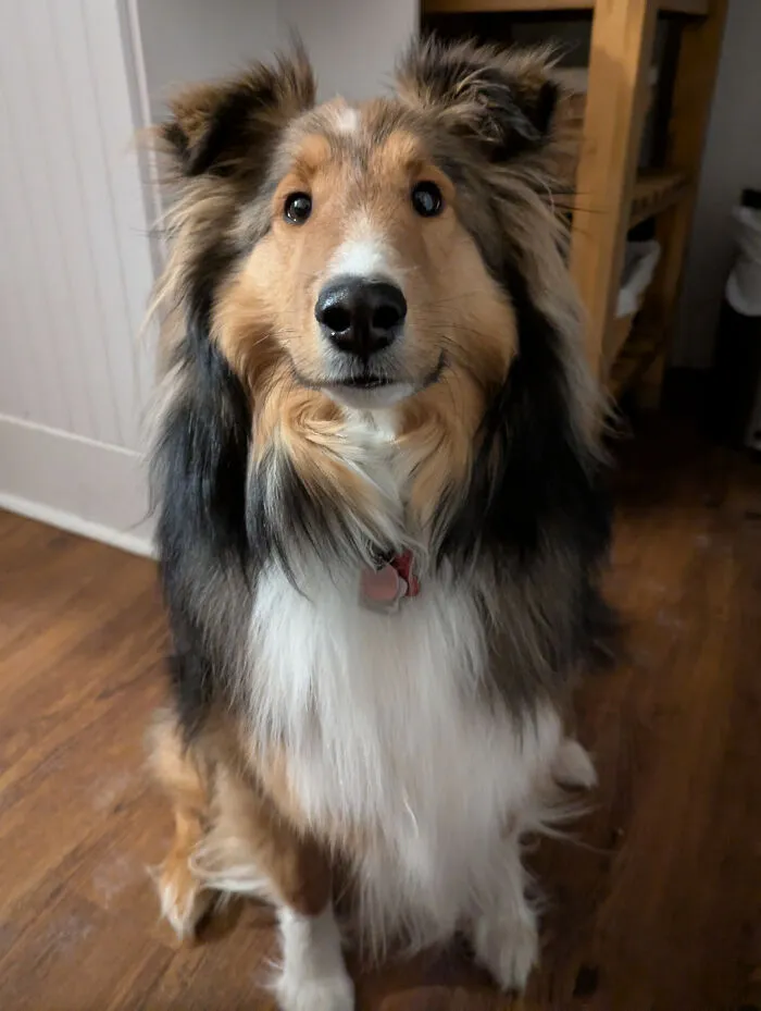 Fluffy Shetland sheepdog sitting proudly on a wooden floor in wholesome animal pics
