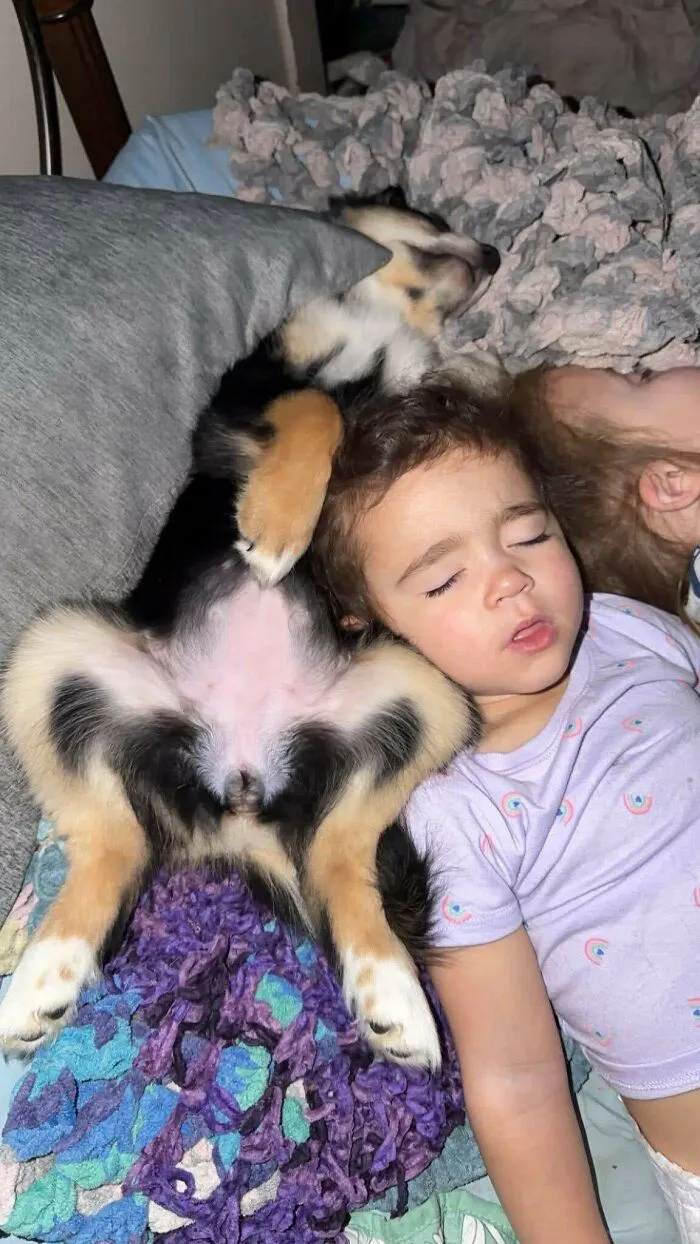 Wholesome animal pics show a young toddler sleeping peacefully next to a puppy in bed