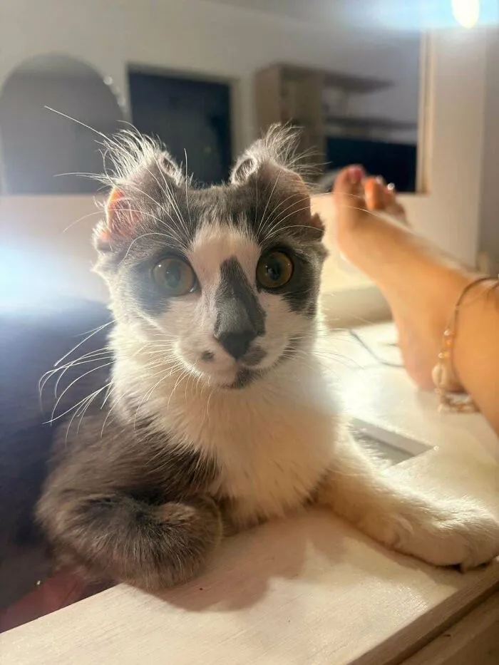 Cute grey and white kitten looking forward as one of the wholesome animal pics