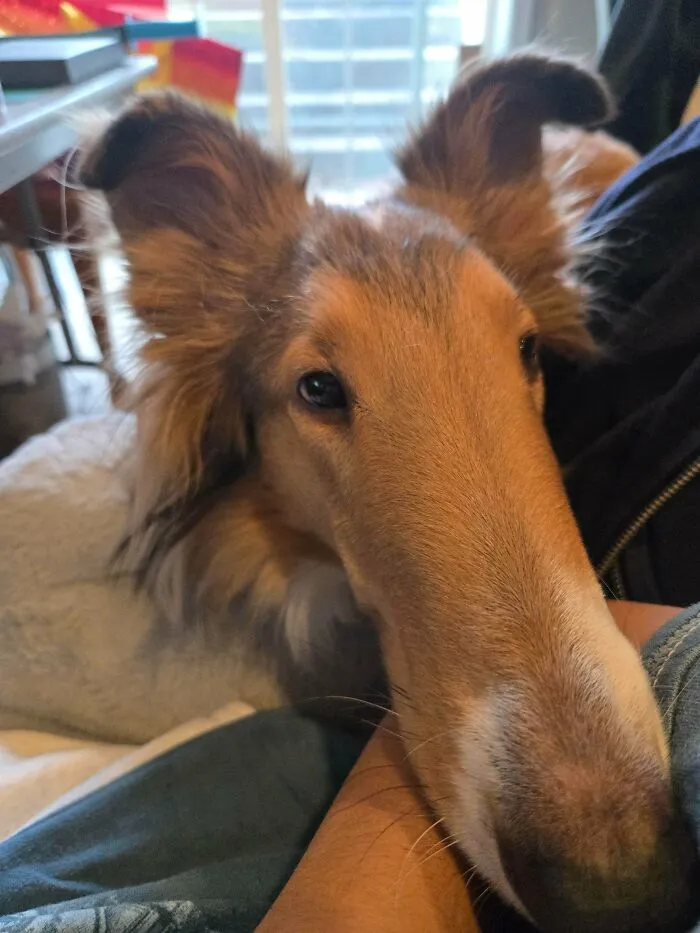 Close up of a long snouted collie dog resting near its owner for wholesome animal pics