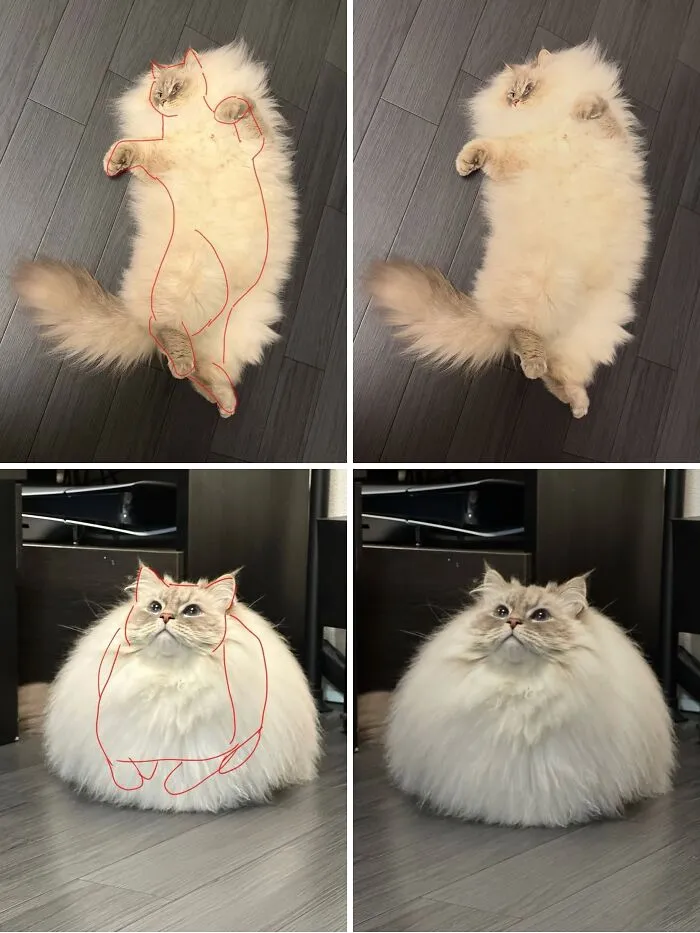 80 Random Pics That Don’t Need Context To Be Funny