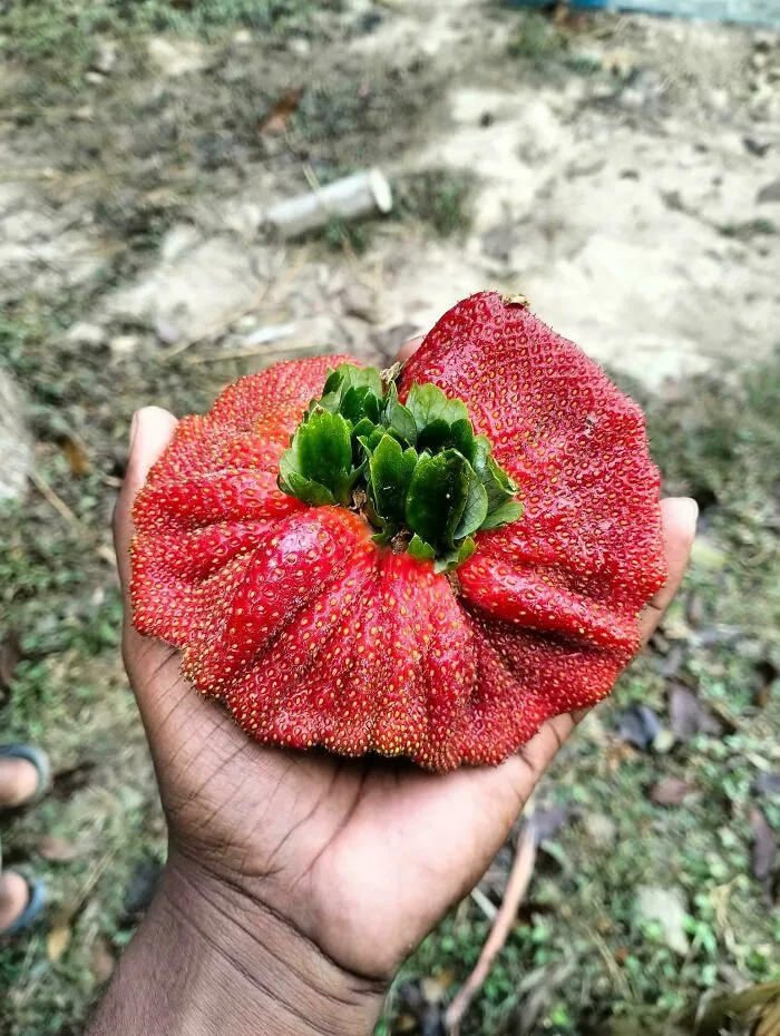 Strawberry Or Should We Say... Straoundberry