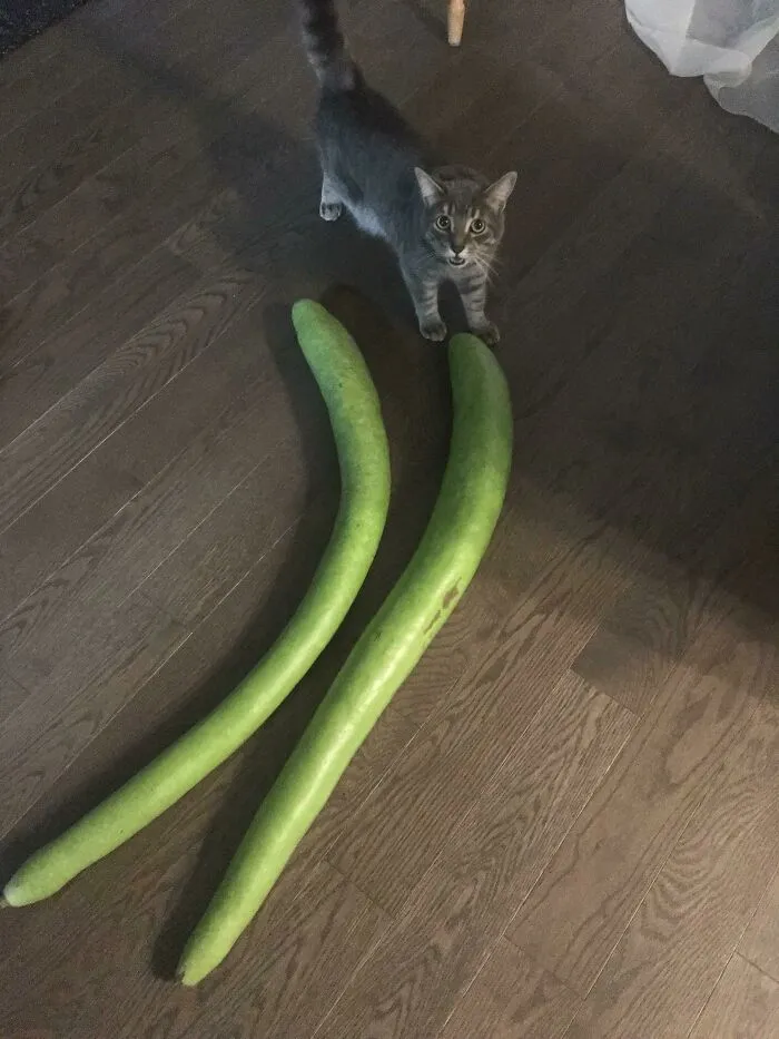 Giant Zucchini’s. Shocked Kylo For Scale
