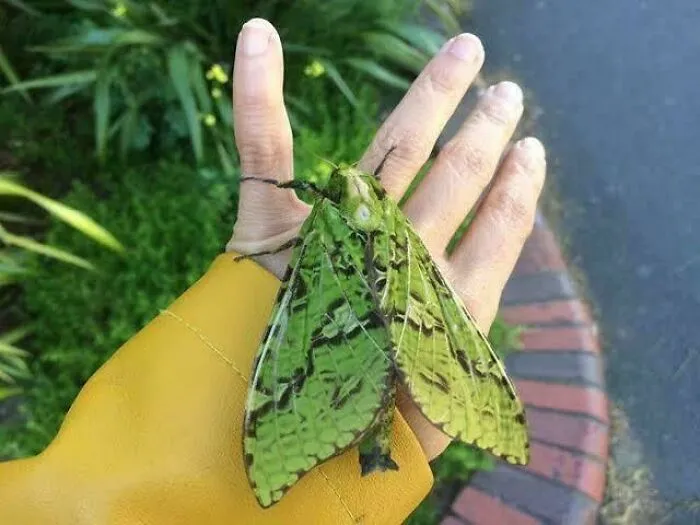 This Moth