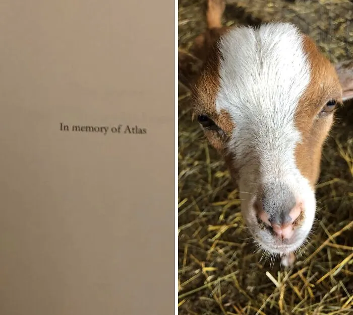 I Have A Friend Who Is An Author. He Dedicated His Most Recent Book To My Pet That Passed Away Last Month. I Cannot Thank Him Enough