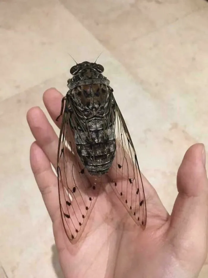 Cicada
